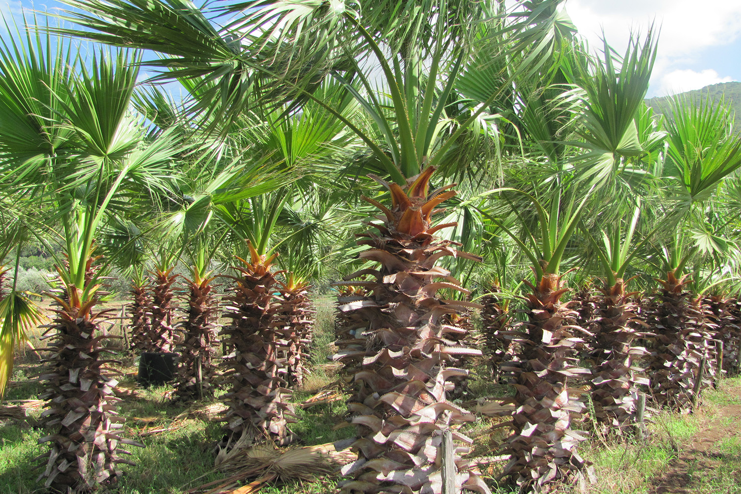 Palme